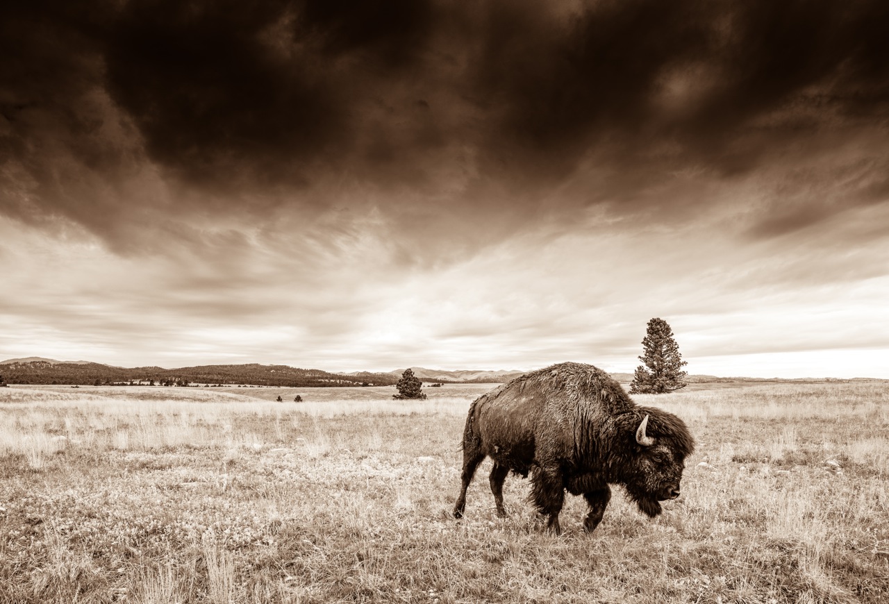 Rainmaker - Black Hills