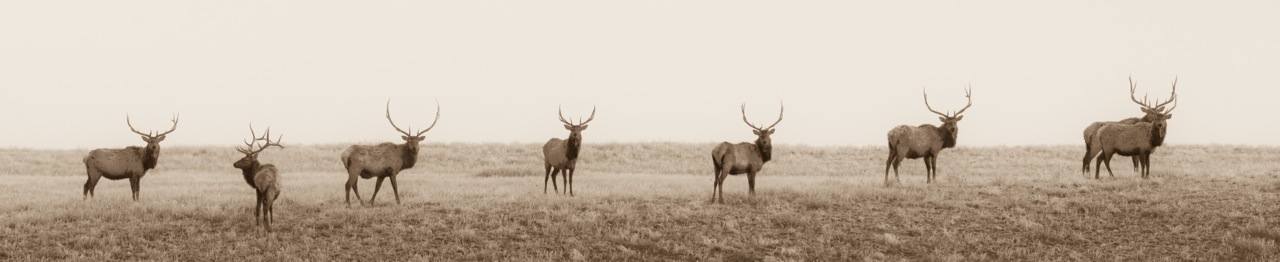 Elks Club