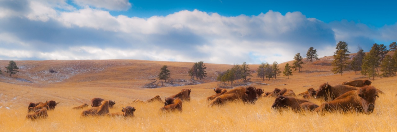 Chillin' In The Hills - Custer State Park, Black Hills