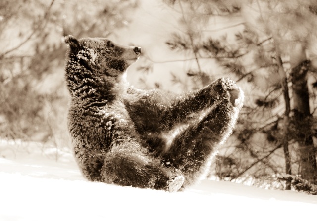 Yoga Bear
