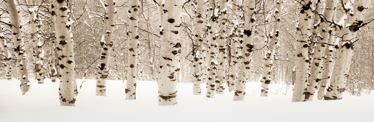 Winter Aspens