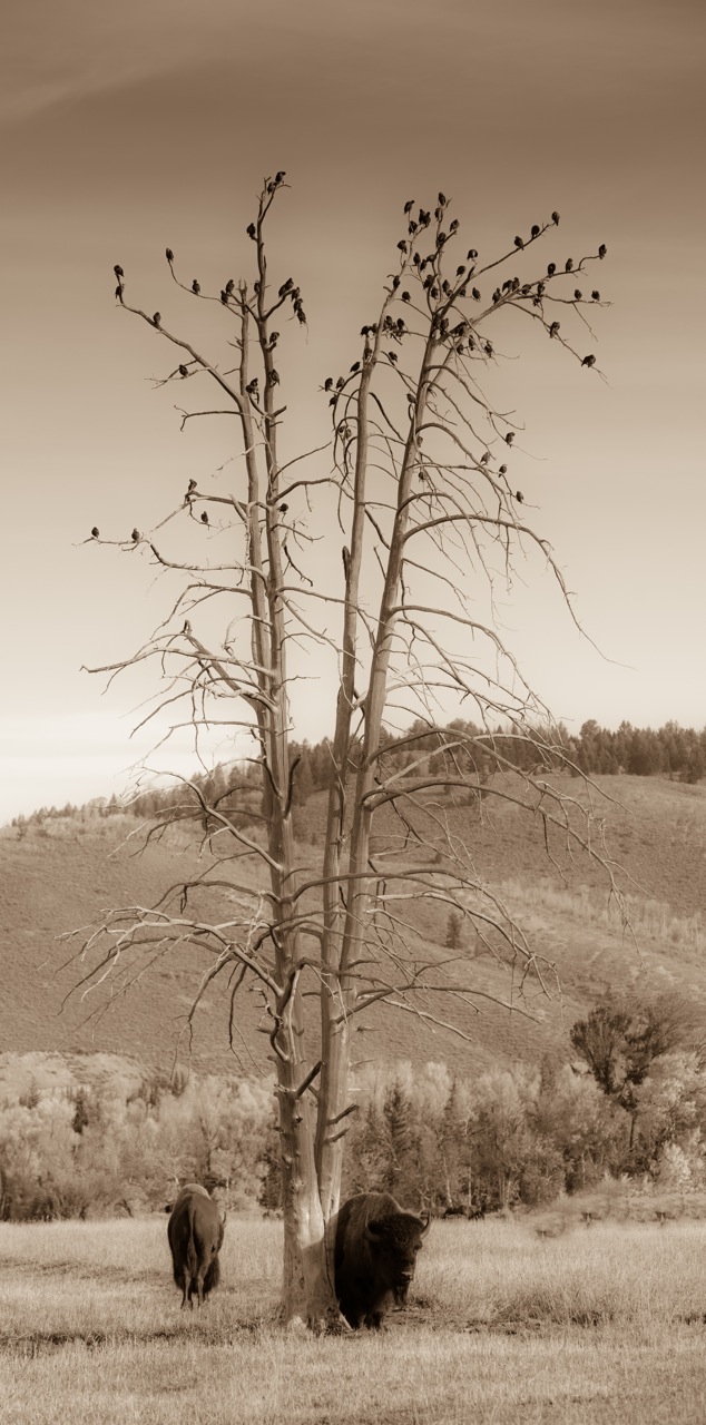 Buff, Tree & Birds