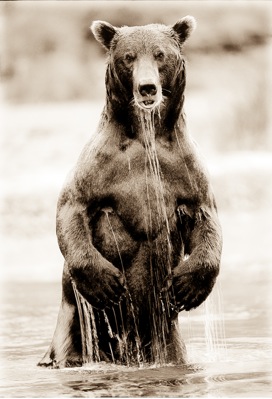 Standing Bear