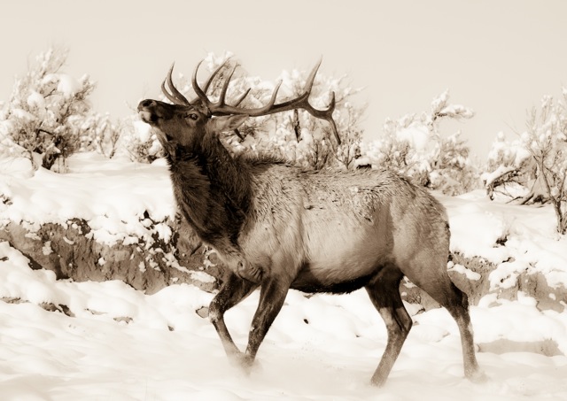 Running Elk
