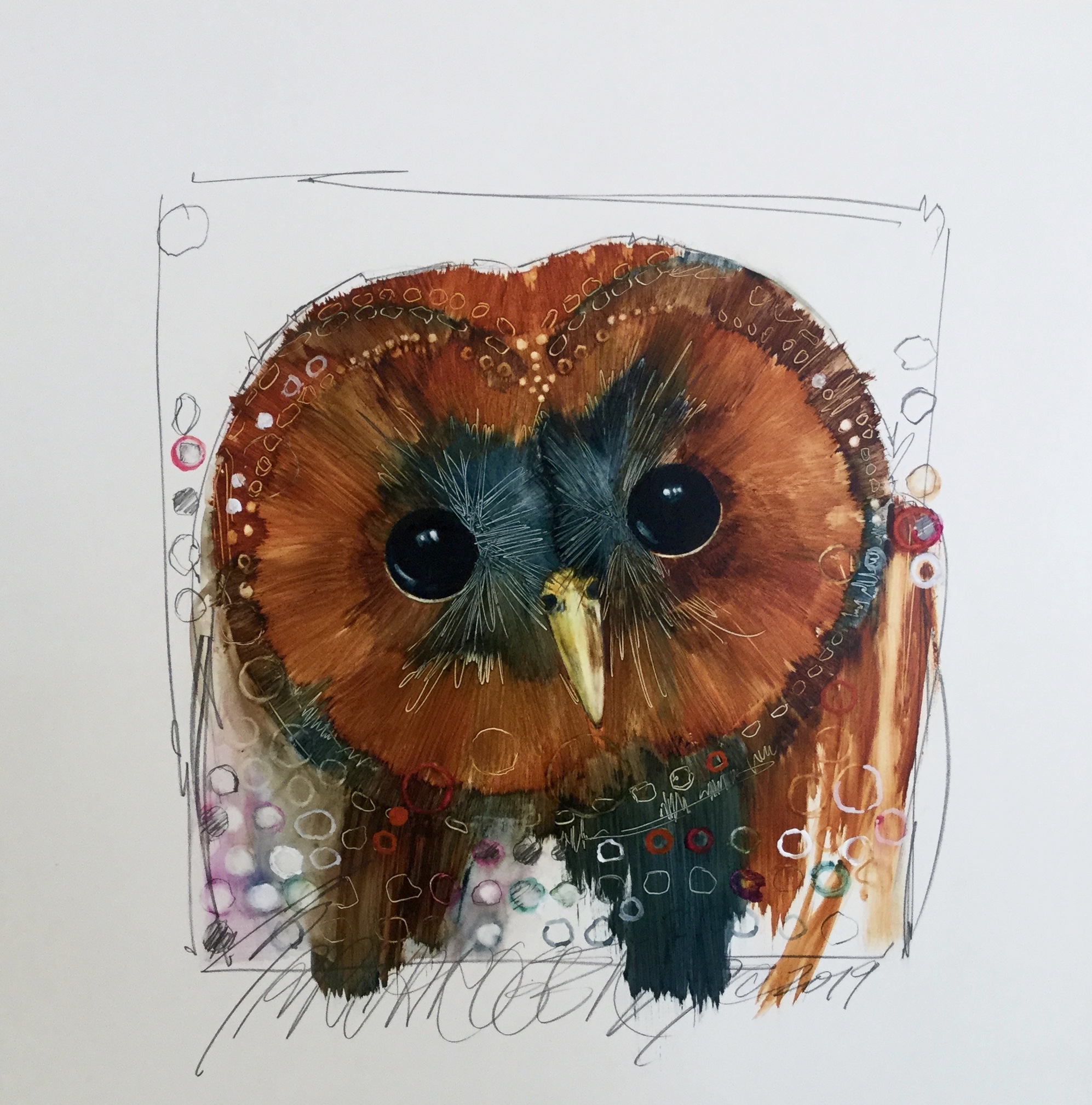 Spotted Owl #2