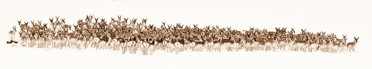 The Wild Bunch