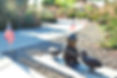 boy and ducks enhanced.JPG
