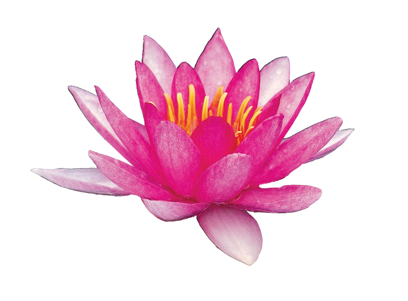 Pink Lotis.png