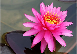 lotus.jpg