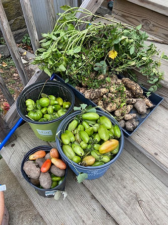 harvest.jpg