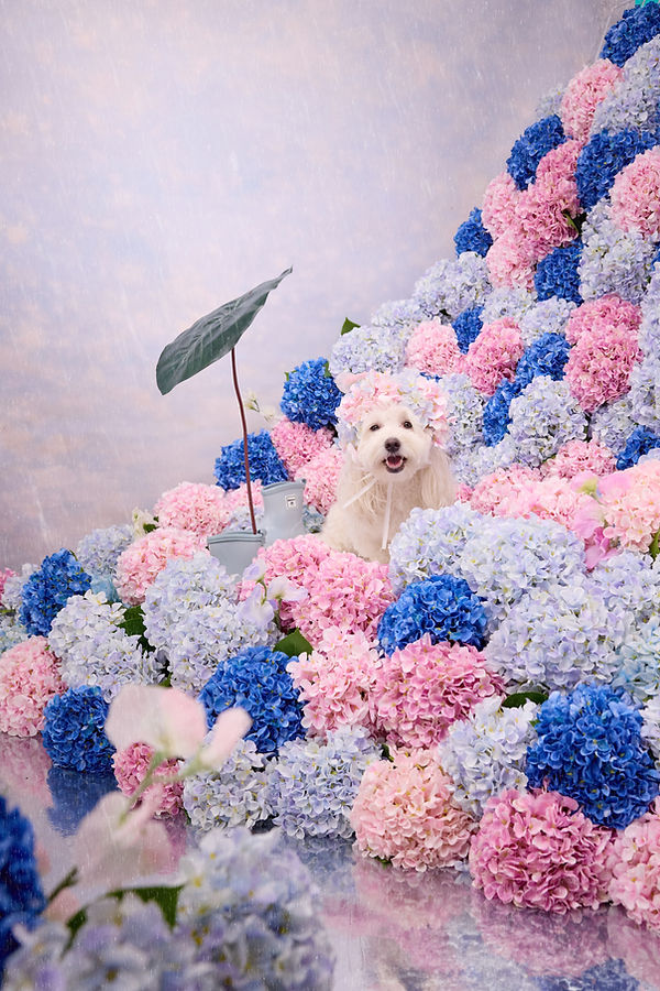 TOFU_hydrangea_303.jpg