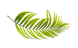 Feuilles4.png