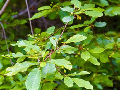 Cascara