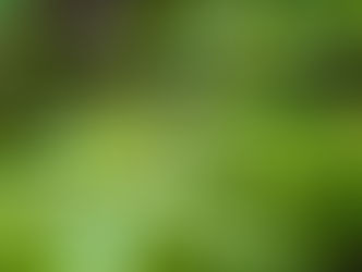 Cascara