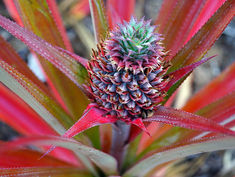 Pineapple -Ananas Comosus