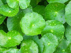 Centella Asiatica