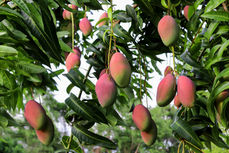 Mango - Mangifera Indica