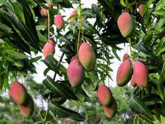 Mango - Mangifera Indica