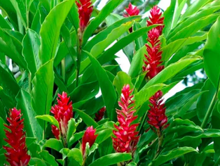 Zingiber Officinale