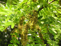 Gleditsia Australis