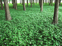 Houttunynia Cordata