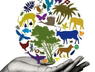 The Nagoya protocol