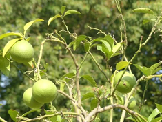 Grapefruit - Citrus Grandis