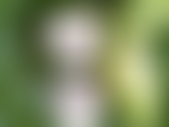 Morinda Citrifolia