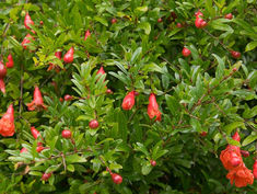 Punica Granatum