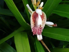 Alpinia Officinarum