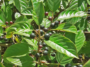 Cascara