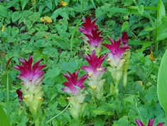 Curcuma Longa