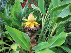 Banana - Musa Sapientium