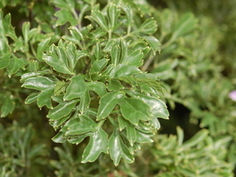 Panax Fruticosa