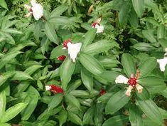Costus Sepiciosus