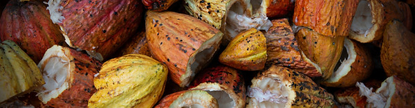 cacao upcycling vimea_edited.jpg