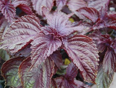 Perilla Frutescens
