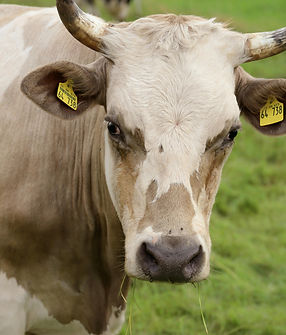 cow-with-tag-its-ear-is-standing-field.jpg