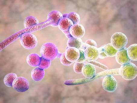 The Hidden Epidemic Destroying Women's Hormones: Candida's Devastating Impact Revealed