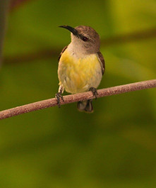 Bird Watching Placencia Belize