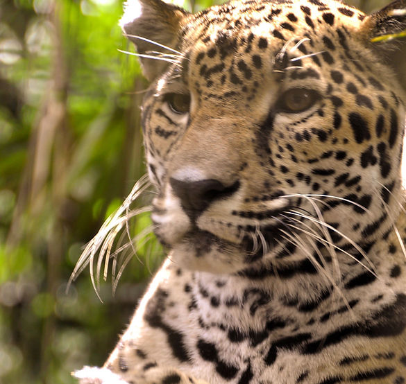 Jaguar Reserve in Belize