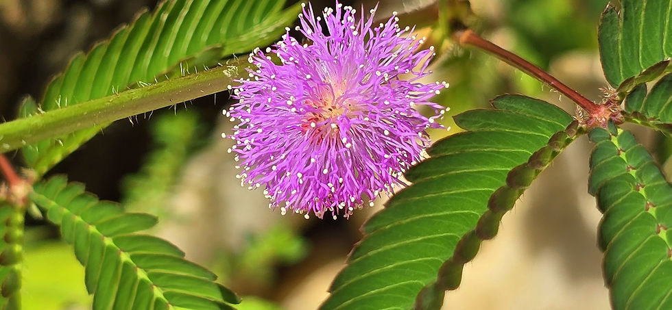 mimosa-pudica-commonly-known-as-sensitive-plant-touchmenot-shy-plant-is-creeping-annual-pe