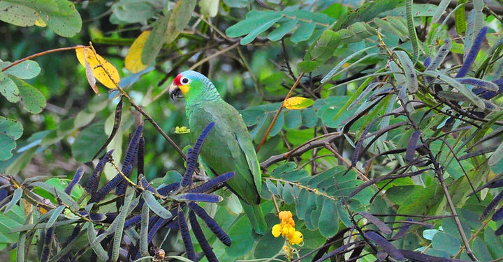 Green parrot with red head perched in foliage