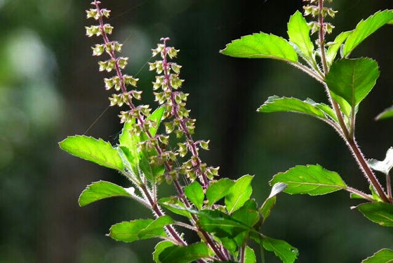 Thulasi