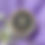 Thumbnail: Siren's Glory- Sea Mist & Orchid's