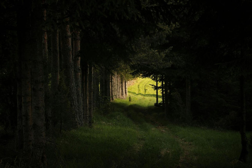 Chemin quittant une forêt sombre vers la lumière, symbole du dépassement des peurs inconscientes et de l'ouverture au bonheur.