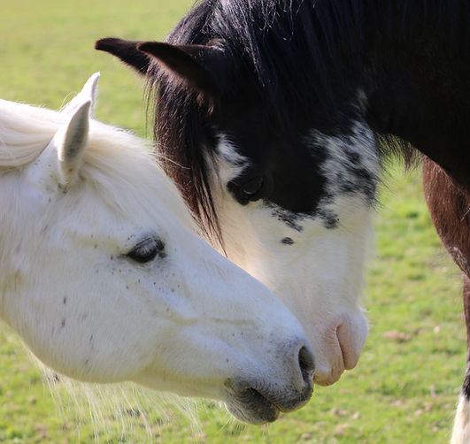 Oki and Otter (April '25) 2.JPG