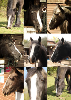 Bessie