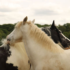 Skye and Warrior 1 (Taken by Meredith Cheema).JPG