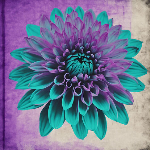 Teal dahlia on a piece of notebook paper with a purple background.jpg